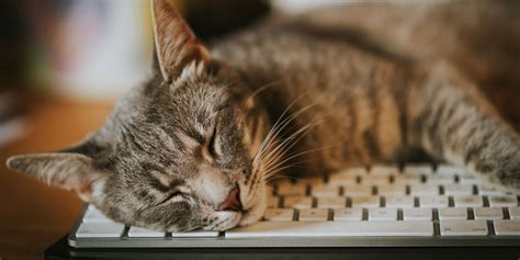 How Hard Is It to Become a Software Engineer, and Why Do Cats Always Sit on Keyboards?