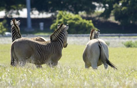  Quagga's Lament: A Study in Ephemeral Beauty and the Weight of History!