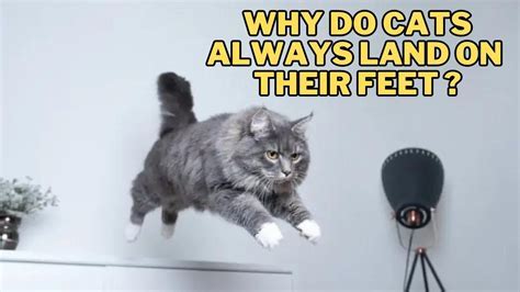 Why Do I Have Access Denied to a Website: And Why Do Cats Always Land on Their Feet?