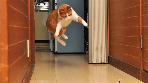 Why Isn't My Website Showing Up on Google, and Why Do Cats Always Land on Their Feet?